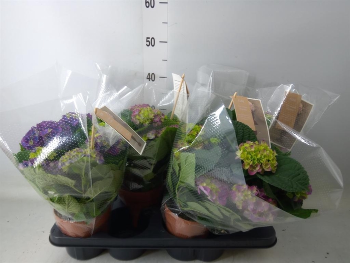 <h4>Hydrangea mac. 'Ningbo'</h4>