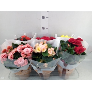 Begonia elat. DU   ...mix