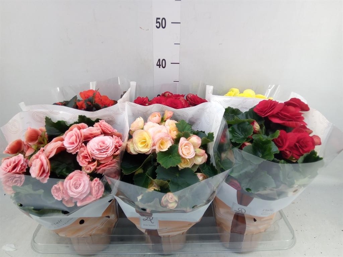 <h4>Begonia elat. DU   ...mix</h4>