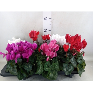 Cyclamen MD 'Macro'