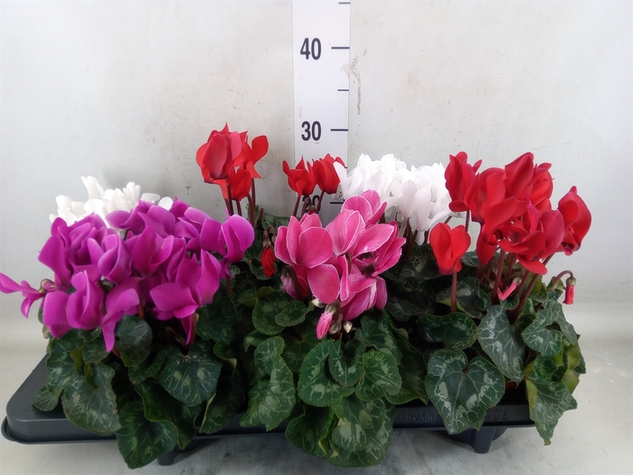 <h4>Cyclamen MD 'Macro'</h4>