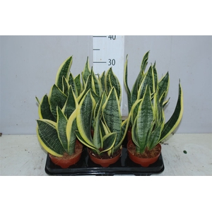 Sansevieria Tr Futura Superba