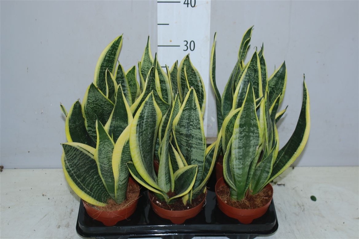<h4>Sansevieria Tr Futura Superba</h4>