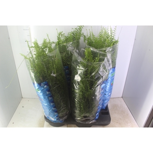 SAMAMBAIA SAIA BAIANA C21