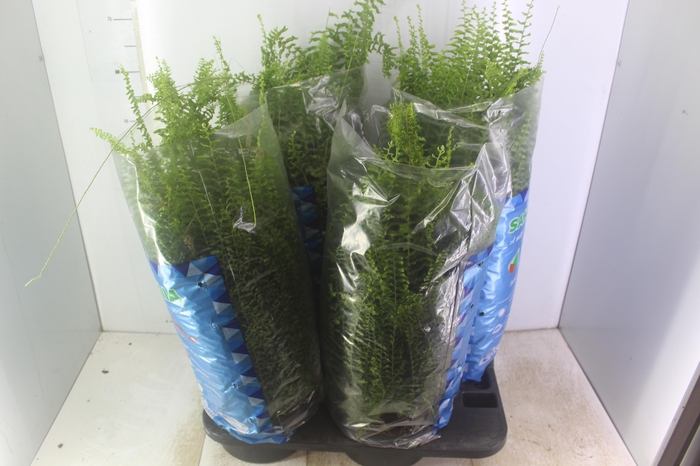 <h4>SAMAMBAIA SAIA BAIANA C21</h4>