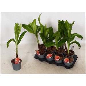 SCADOXUS MULTIFLORUS