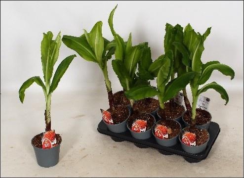 <h4>SCADOXUS MULTIFLORUS</h4>