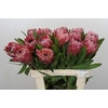 Protea Pink Ice