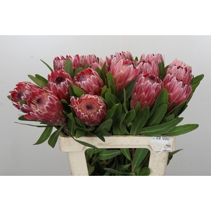 Protea Pink Ice