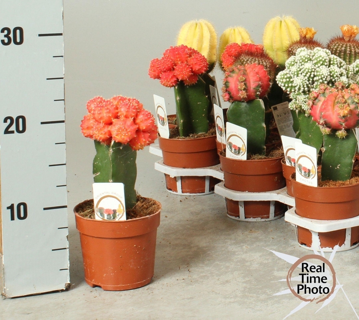 <h4>CACTUS GEM</h4>