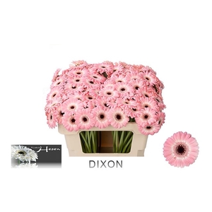 GE MI DIXON