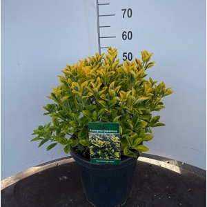 EUONYMUS JA AUREOMAR