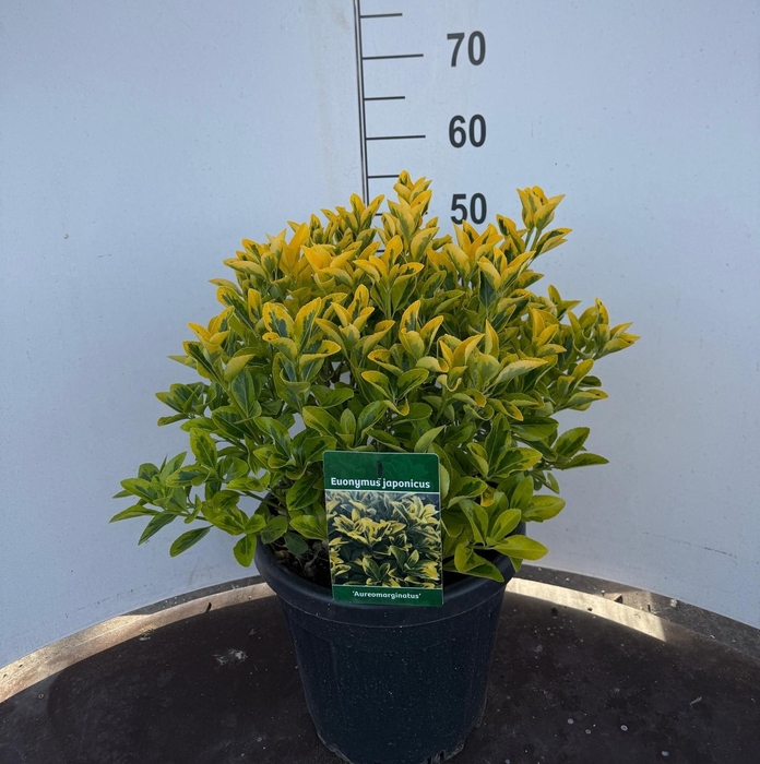 <h4>EUONYMUS JA AUREOMAR</h4>