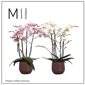 Mimesis Phal. Marvellous Mix - 50+ flowers 17cm in Lydia Ceramic