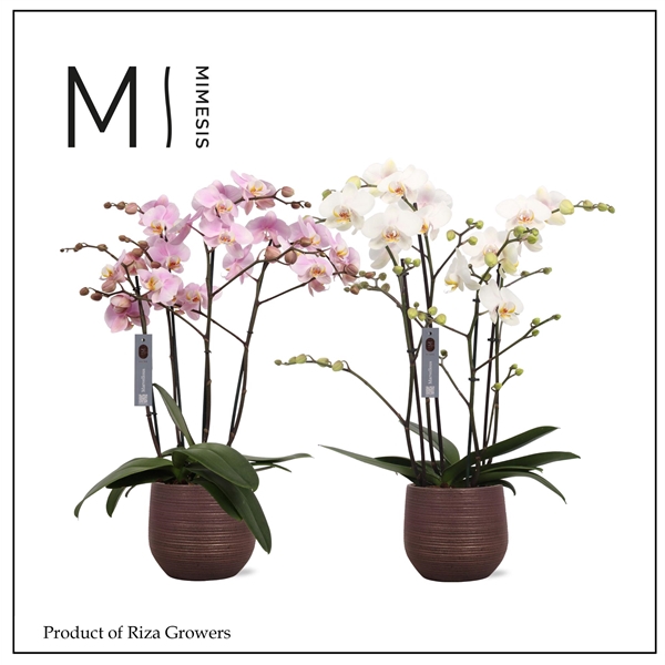 <h4>Mimesis Phal. Marvellous Mix - 50+ flowers 17cm in Lydia Ceramic</h4>