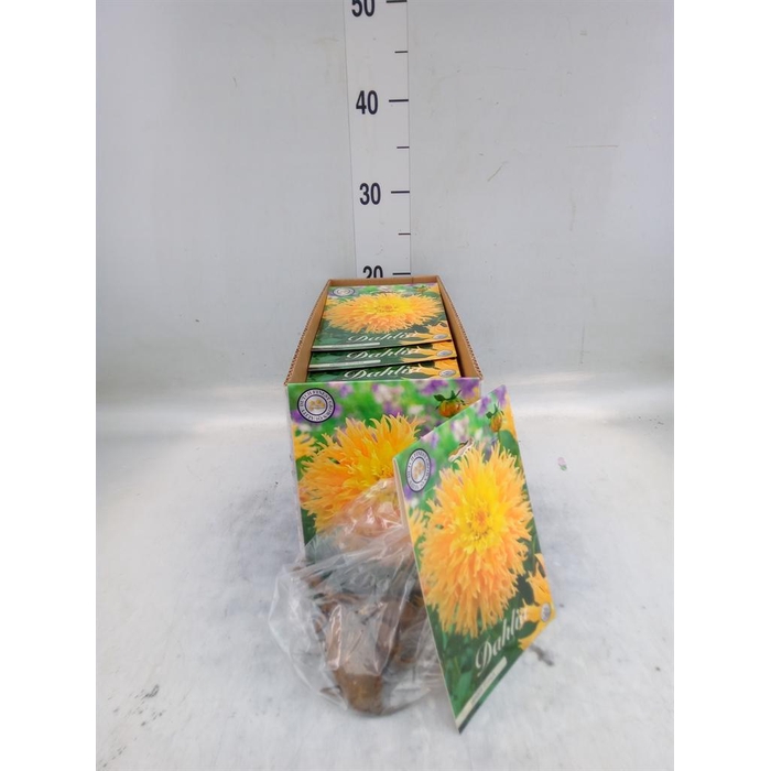 <h4>Dahlia   ...flowerbulbs</h4>