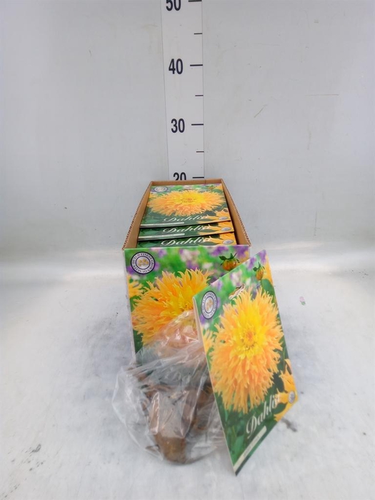 <h4>Dahlia ...flowerbulbs</h4>