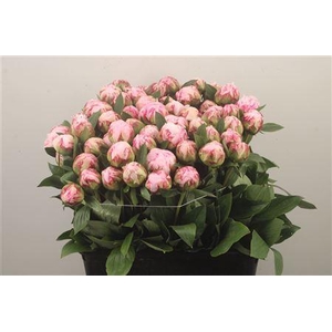 Paeo L Sarah Bernhard Pink Ex