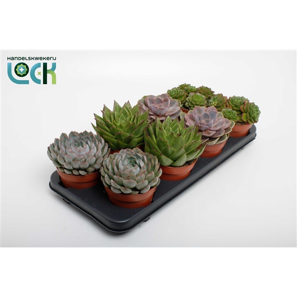 <h4>Echeveria Mix</h4>