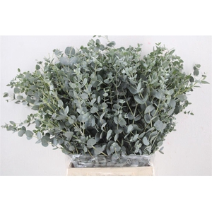 Euca Nicoly Short 150gr P Bunch