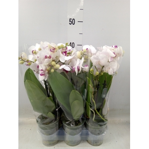 Phalaenopsis multi. 'FC Safe Haven'