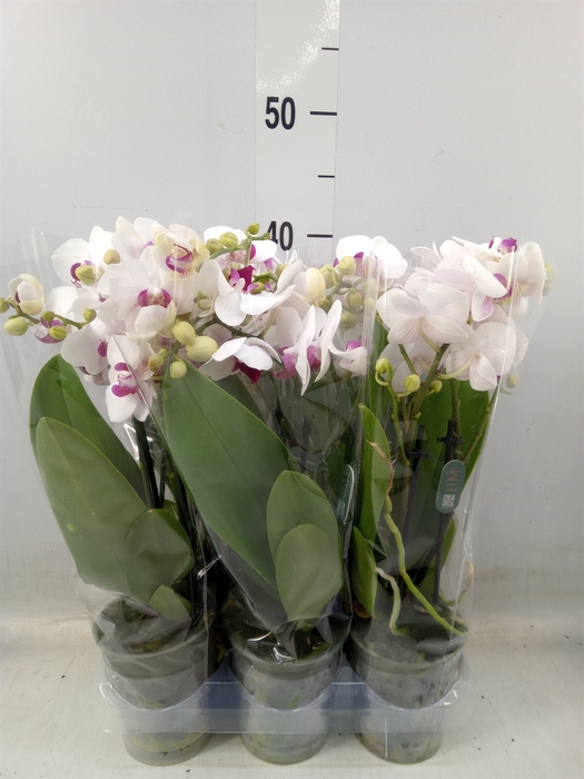 <h4>Phalaenopsis multi. 'FC Safe Haven'</h4>