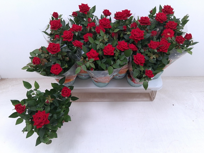 <h4>RO FAV RO RED</h4>