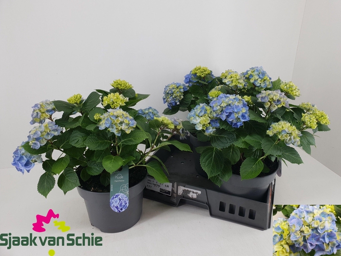 <h4>HYDR M HI RIVER</h4>