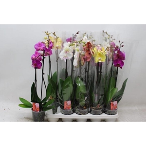 PHAL GEM 6 KL