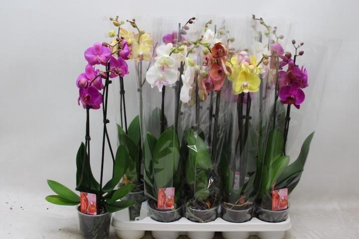 <h4>PHAL GEM 6 KL</h4>