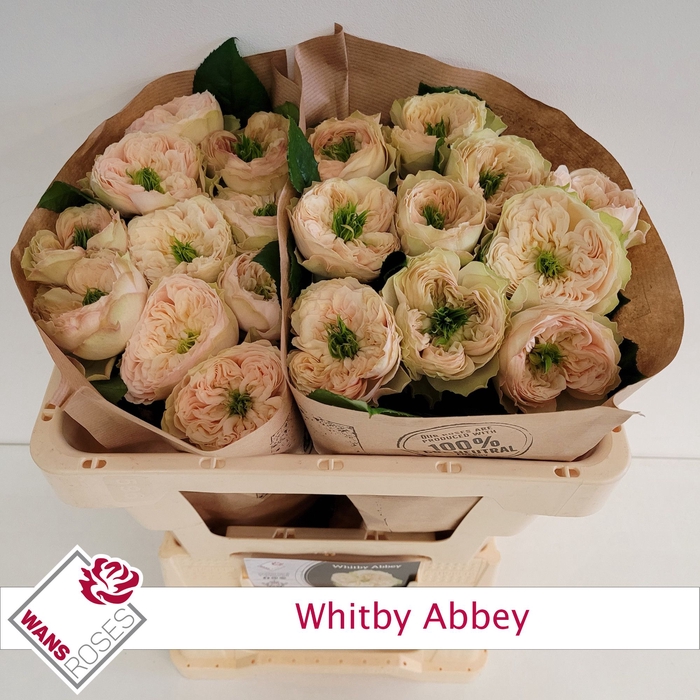 <h4>R Gr Whitby Abbey Wans</h4>