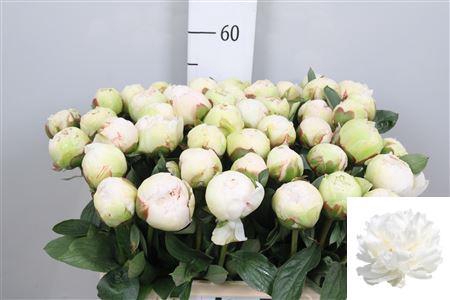 <h4>Paeo L Bowl Of Cream</h4>