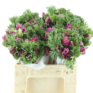 Anem Co Fstar B Cerise Super