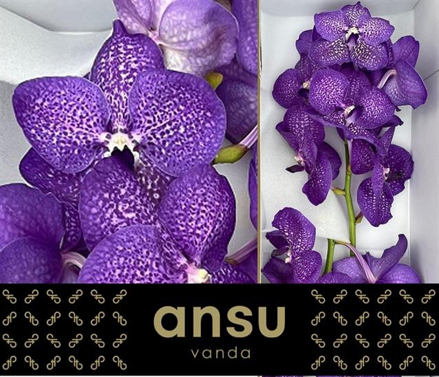 VANDA S VIOLET BLUE