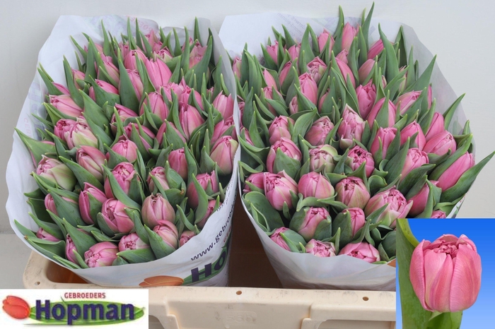 <h4>TU DU DRESSING</h4>