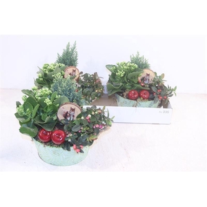 ARR TUINPLANTEN