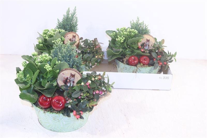 <h4>ARR TUINPLANTEN</h4>