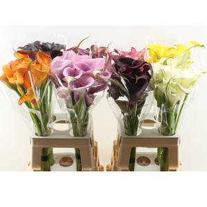 Zant Ov Gem Mix Calla Double