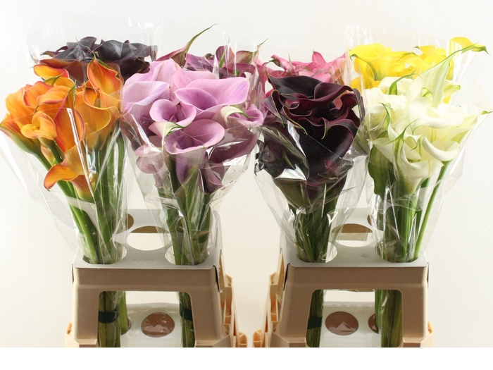 <h4>Zant Ov Gem Mix Calla Double</h4>