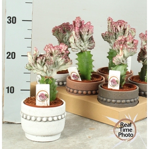 SANSEV CYLINDRICA OV