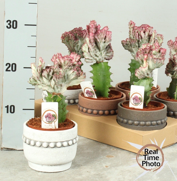 <h4>SANSEV CYLINDRICA OV</h4>