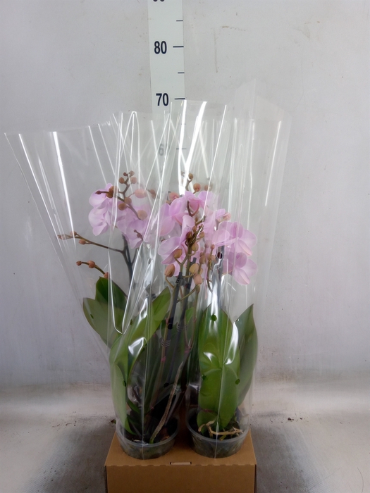 <h4>Phalaenopsis   ...</h4>