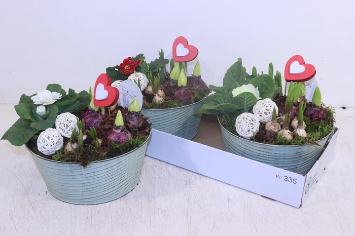 arr8 Arr Tuinplanten In Zinken Tobbe