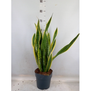 Sansevieria trifa. 'Laurentii'