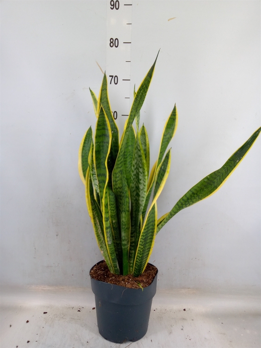 <h4>Sansevieria trifa. 'Laurentii'</h4>