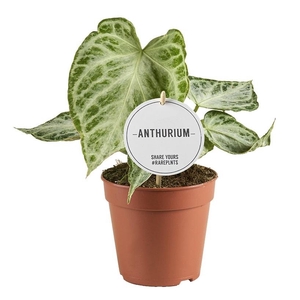 Anthurium Silver Blush Mint