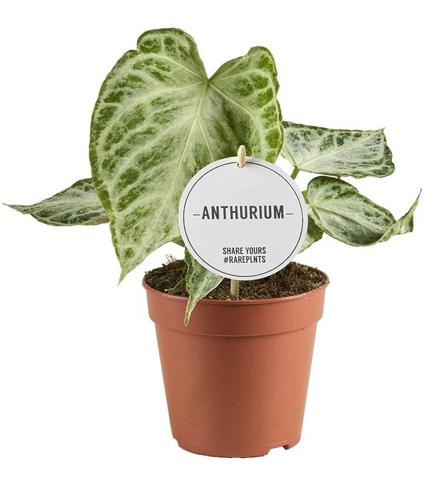 <h4>Anthurium Silver Blush Mint</h4>