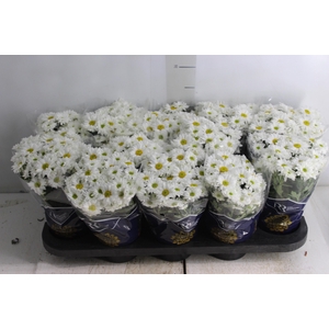 CRISANTEMO MINI P11 BRANCO