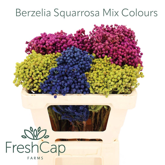 <h4>Berzelia Squarrosa Mix Colours</h4>