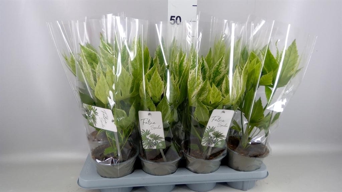 <h4>Fatsia japonica 'Variegata'</h4>
